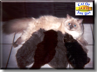 Jaxie, the Cat of the Day