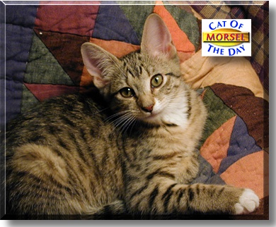 Morsel, the Cat of the Day
