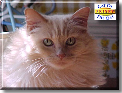 Frisky, the Cat of the Day