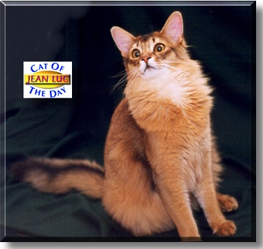 Jean Luc, the Cat of the Day