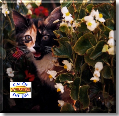 Whimsical, the Cat of the Day