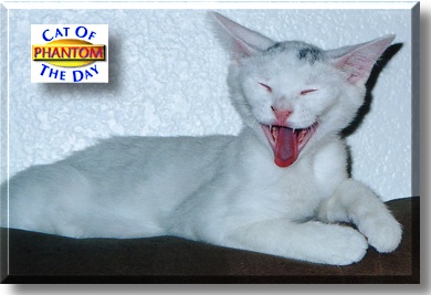 Phantom, the Cat of the Day