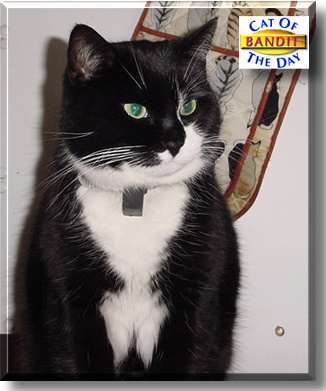 Bandit, the Cat of the Day
