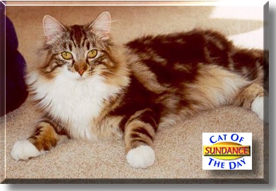 Sundance, the Cat of the Day