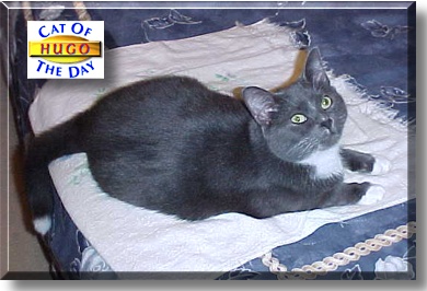 Hugo, the Cat of the Day