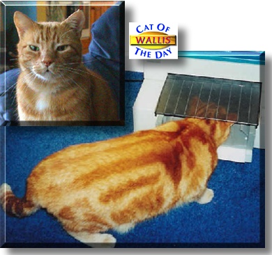 Wallis, the Cat of the Day