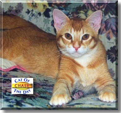 Chase, the Cat of the Day