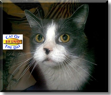 Bruno, the Cat of the Day