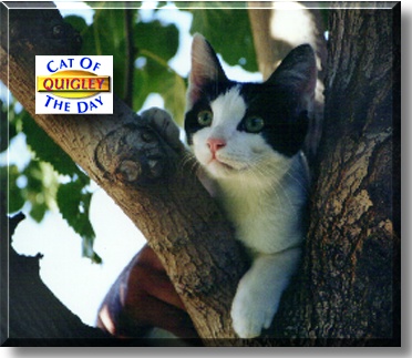 Quigley, the Cat of the Day