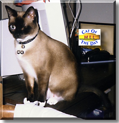 Mel, the Cat of the Day