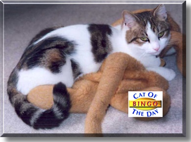 Bingo, the Cat of the Day