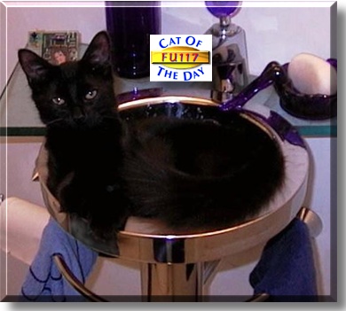 Fu117, the Cat of the Day