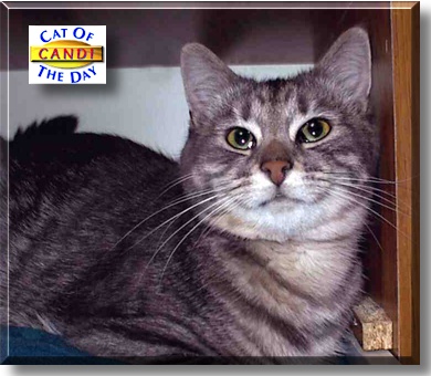 Candi, the Cat of the Day