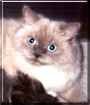 Jaxie