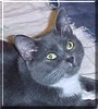 Hugo