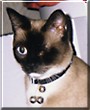 Mel