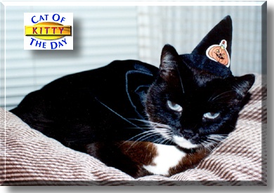 Kitty, the Cat of the Day