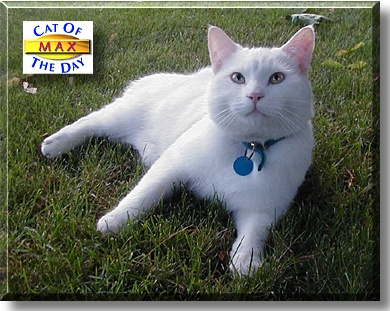 Max, the Cat of the Day