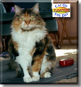 Pumpkin, the Cat of the Day