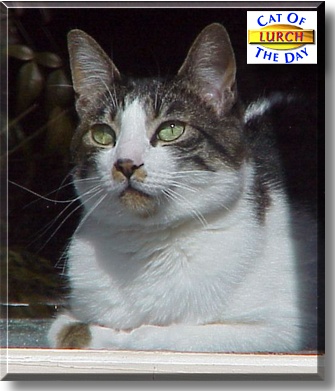 Lurch, the Cat of the Day