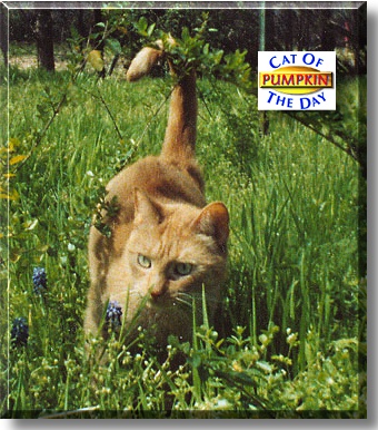 Pumpkin, the Cat of the Day