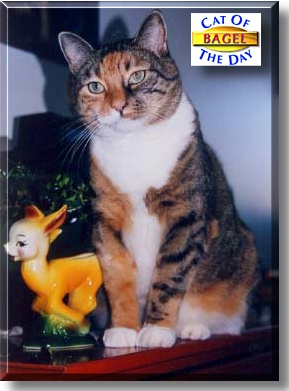 Bagel, the Cat of the Day