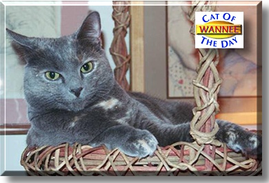 Wannee, the Cat of the Day