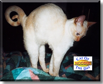 Noodle, the Cat of the Day