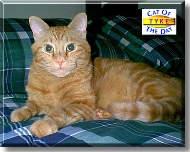 Tyke, the Cat of the Day