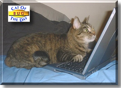 Bug, the Cat of the Day