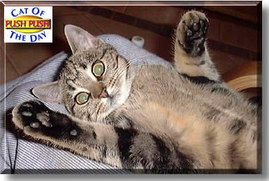 Pushpush, the Cat of the Day