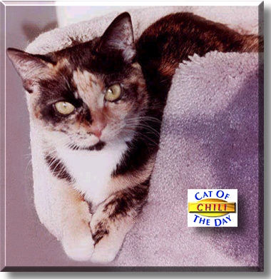 Chili, the Cat of the Day
