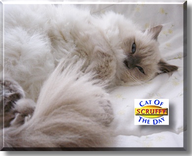 Scruffy, the Cat of the Day