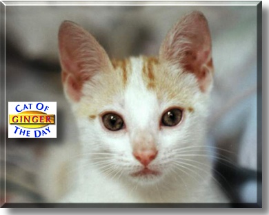 Ginger, the Cat of the Day