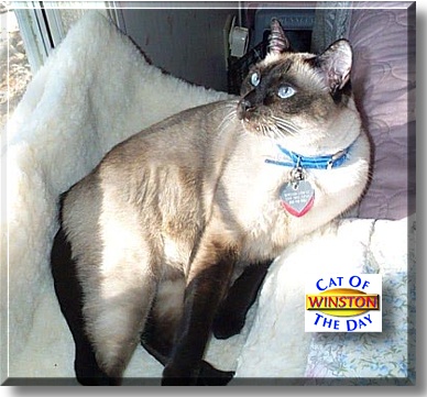 Winston, the Cat of the Day