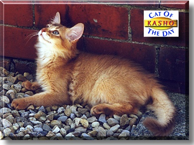 Kasho, the Cat of the Day