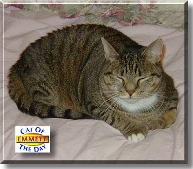 Emmett, the Cat of the Day