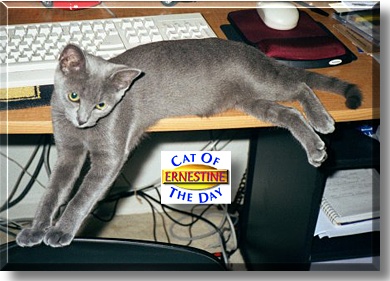 Ernestine, the Cat of the Day