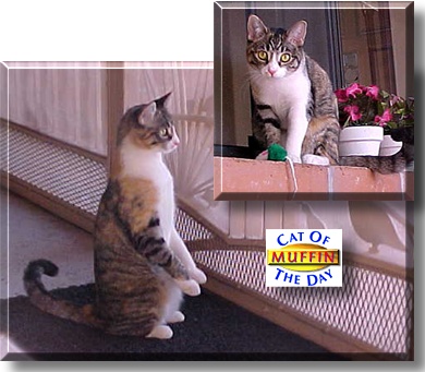 Muffin, the Cat of the Day