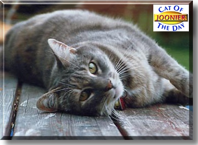 Joonier, the Cat of the Day