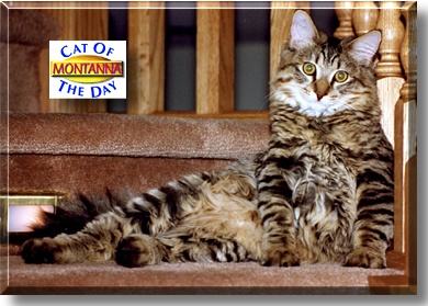 Montanna, the Cat of the Day