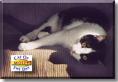 Molly, the Cat of the Day