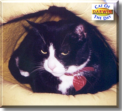 Darwin, the Cat of the Day