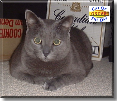Oscar, the Cat of the Day