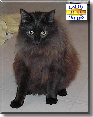 June, the Cat of the Day