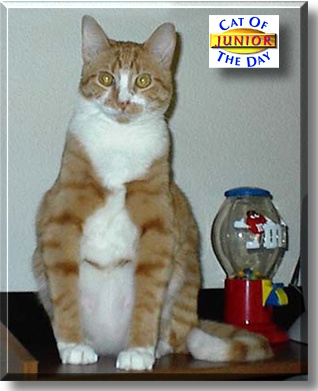 Junior, the Cat of the Day