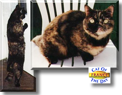 Franci, the Cat of the Day