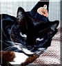 Kitty