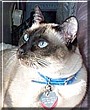 Winston