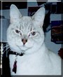 Nermal